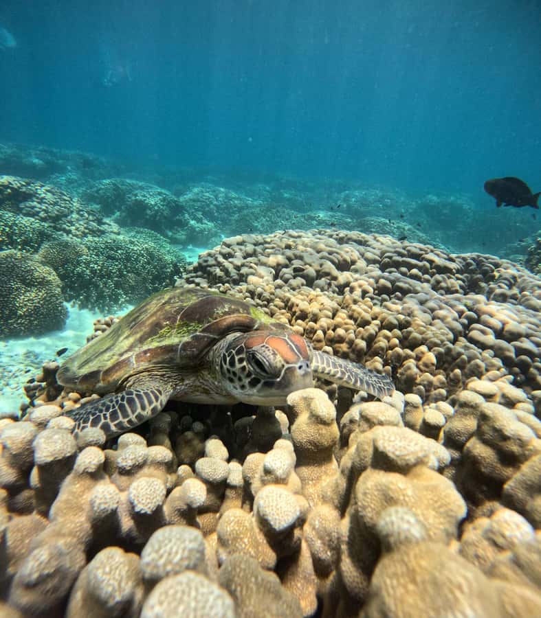 Oman: Snorkeling Trip at Daymaniyat Islands - Meeting the boat at 8:30 in the morning