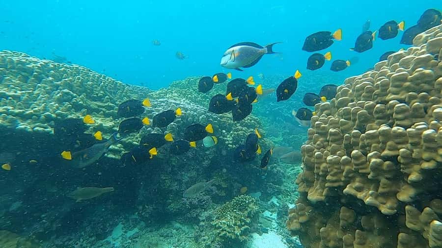 Oman: Snorkeling Trip at Daymaniyat Islands - Snorkeling at several spots