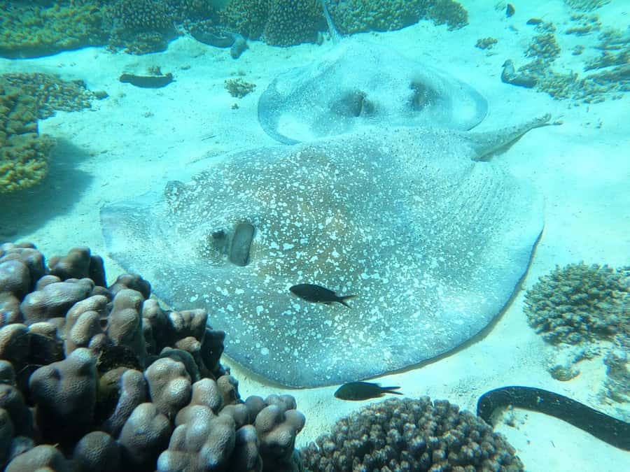 Oman: Snorkeling Trip at Daymaniyat Islands - Turtles, fish, coral, and calm moments between swims