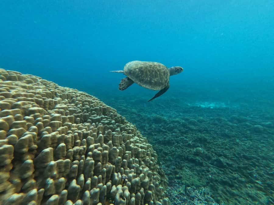 Oman: Snorkeling Trip at Daymaniyat Islands - What the $94 price really covers