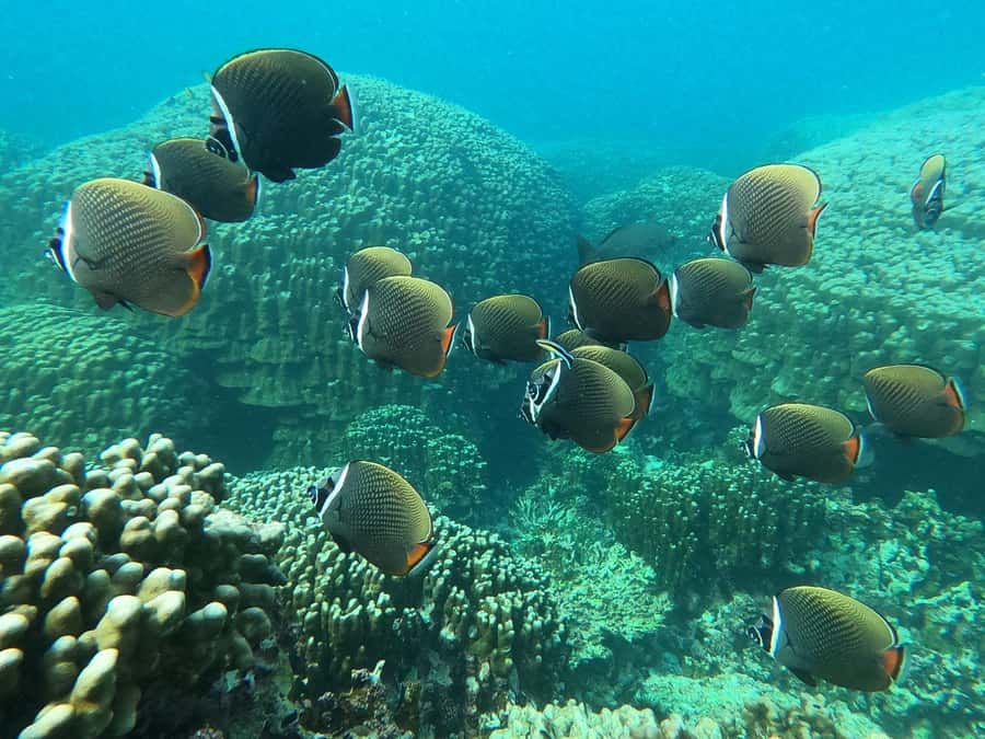 Oman: Snorkeling Trip at Daymaniyat Islands - Who should book this snorkeling trip?
