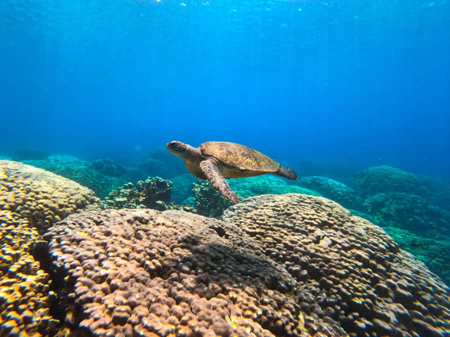 Oman: Snorkeling Trip at Daymaniyat Islands - A shaded boat ride across the reserve