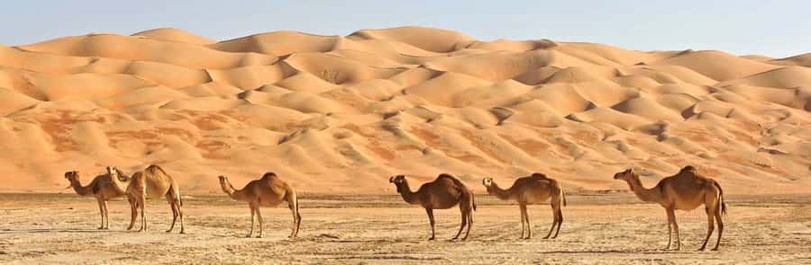 Oman: Wahiba and Wadi Bani Khaled Private Trip - Key points to know before booking