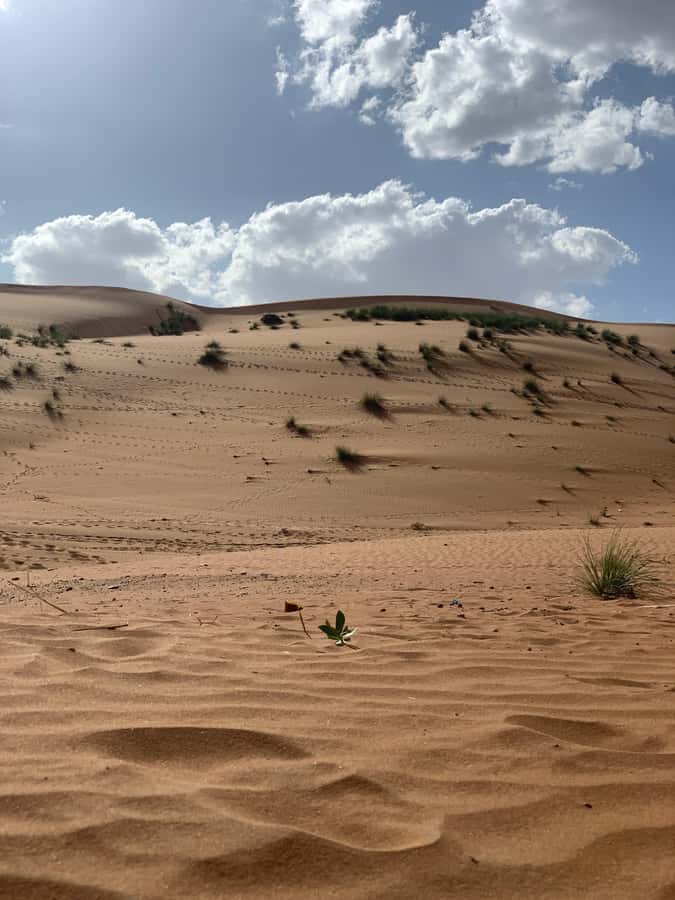 Oman: Wahiba Desert Sunset & Wadi Bani khalid Full Day+Lunch - Bidiya village and a Bedouin family visit