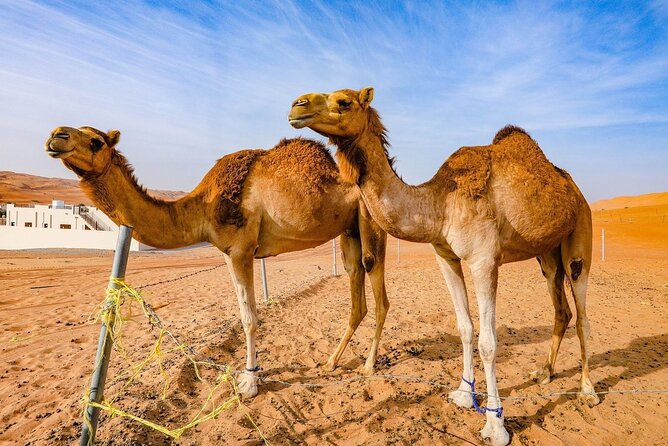 Private 2 Days 1 Night Wahiba Sands Desert and Wadi Bani Khalid Tour - Sunrise, breakfast, and the road to Ibra