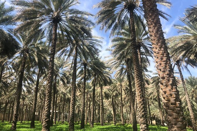 Private Friday Cattle Market-Nizwa and Jebel Akhdar-Full-Day Tour - Nizwa Fort and views across the old capital