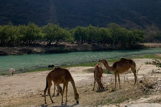 Private Full-Day East Oman Tour from Salalah with Lunch - Mirbat Castle gives you history from the outside