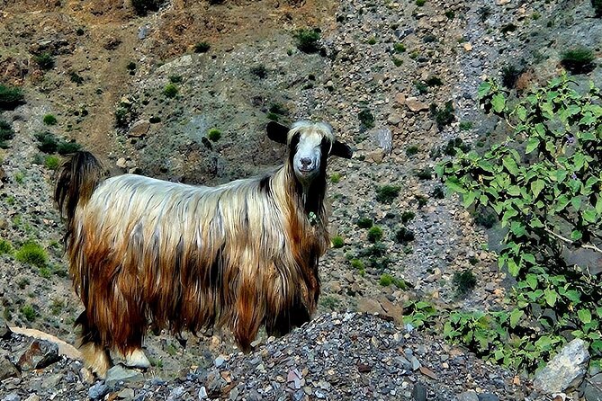 Private Full-Day Jebel Akhdar-Al Suwjara Village Tour - Three hours in Al Suwjara village