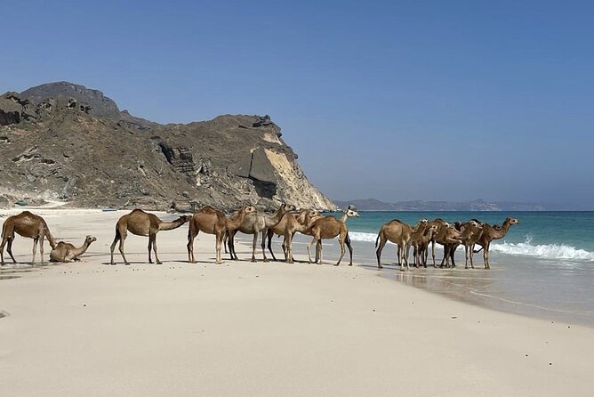 Private Guided Tour to West Beaches of Salalah - From Salalah farms to the rugged west coast