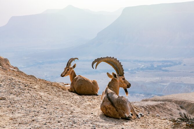 Private Muscat tour to the Grand Canyon Nizwa - Leaving Muscat for Nizwa