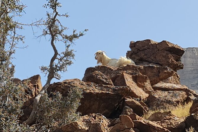 Private Overnight Jebel Shams Camping Tour - Nizwa Fort, one hour inside Oman’s stronghold