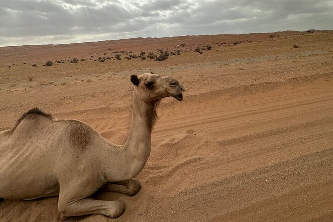 Private Safari tour and Wadi in 4x4 with a local guide - Why combine a wadi with the desert?