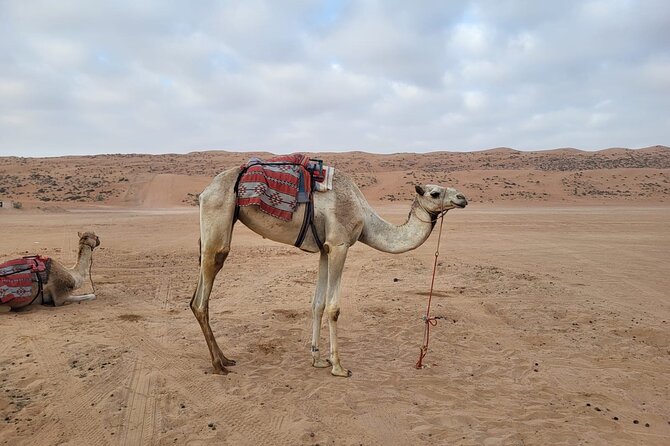 Private Safari tour and Wadi in 4x4 with a local guide - The one-hour journey into Wahiba Sands