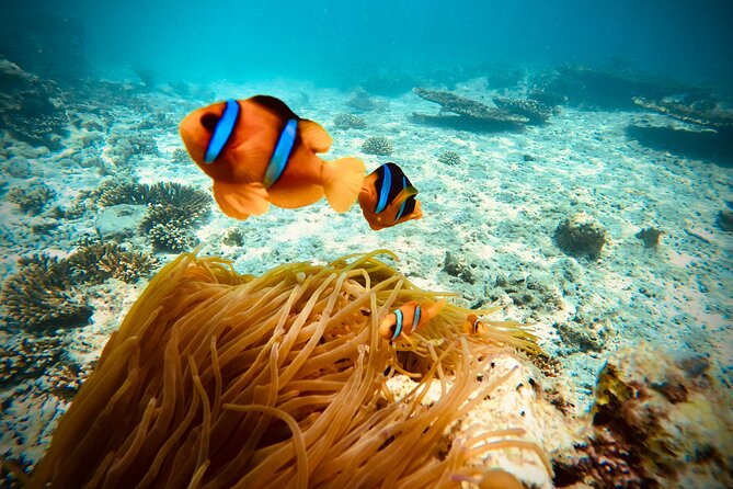 Private scuba diving trips Muscat - Is $110 a fair price?