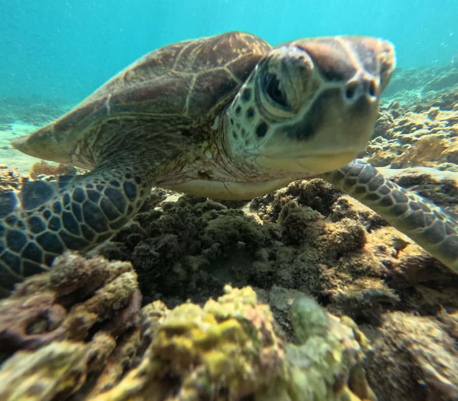 Private Snorkeling Tour - Ad Dimaniyat Islands - Why the Daymaniyat Islands are worth your time