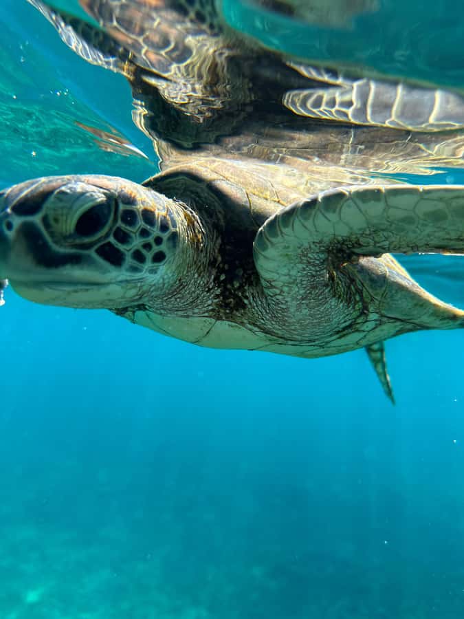 Private Snorkeling Tour - Ad Dimaniyat Islands - What is included, and what you should bring