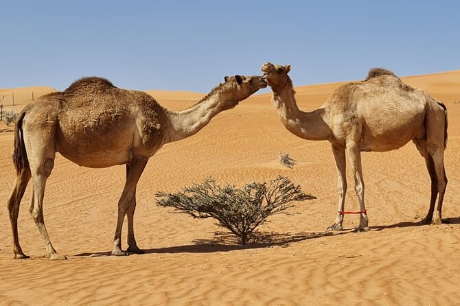 Private Transfer from Muscat to Wahiba Sand Desert by 4WD Vehicle - The driver is also your guide