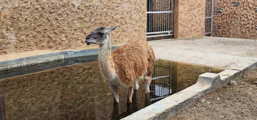 Safari World Zoo and Wahiba Sands with Sunset - What the guides add to the day