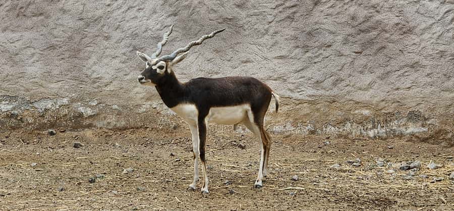 Safari World Zoo and Wahiba Sands with Sunset - Is $100 good value?