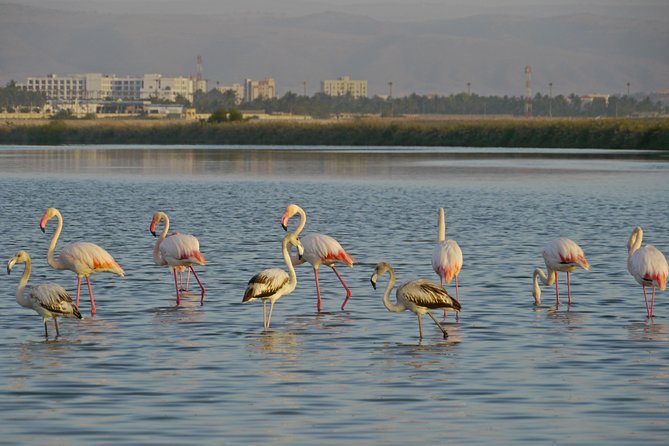 Salalah by Night Tour - Charming Evening in the Garden City - Dahariz Lagoon brings nature into the city