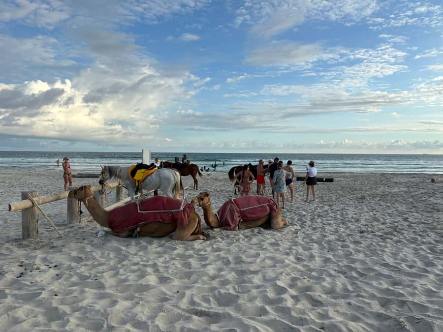 Salalah: Camel Riding on the Beach - A good first camel ride for children