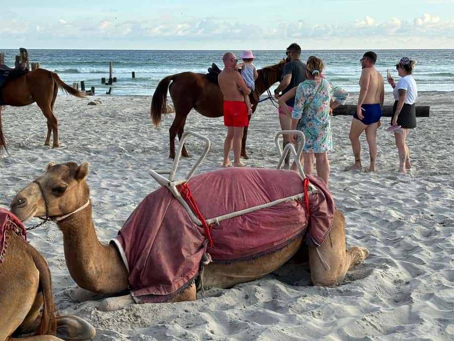 Salalah: Camel Riding on the Beach - Service, group size, and possible delays