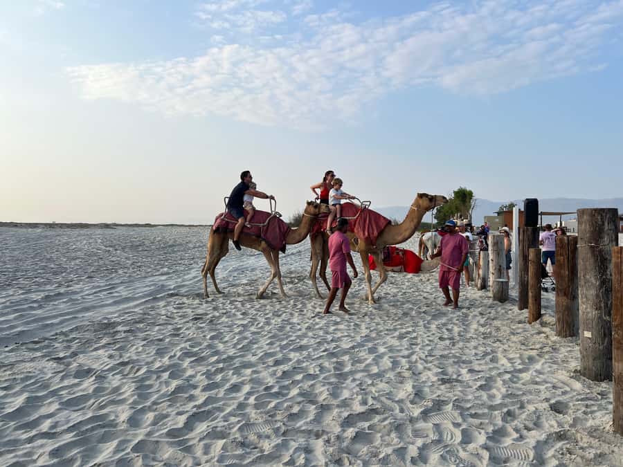 Salalah: Camel Riding on the Beach - What happens from arrival to dismount