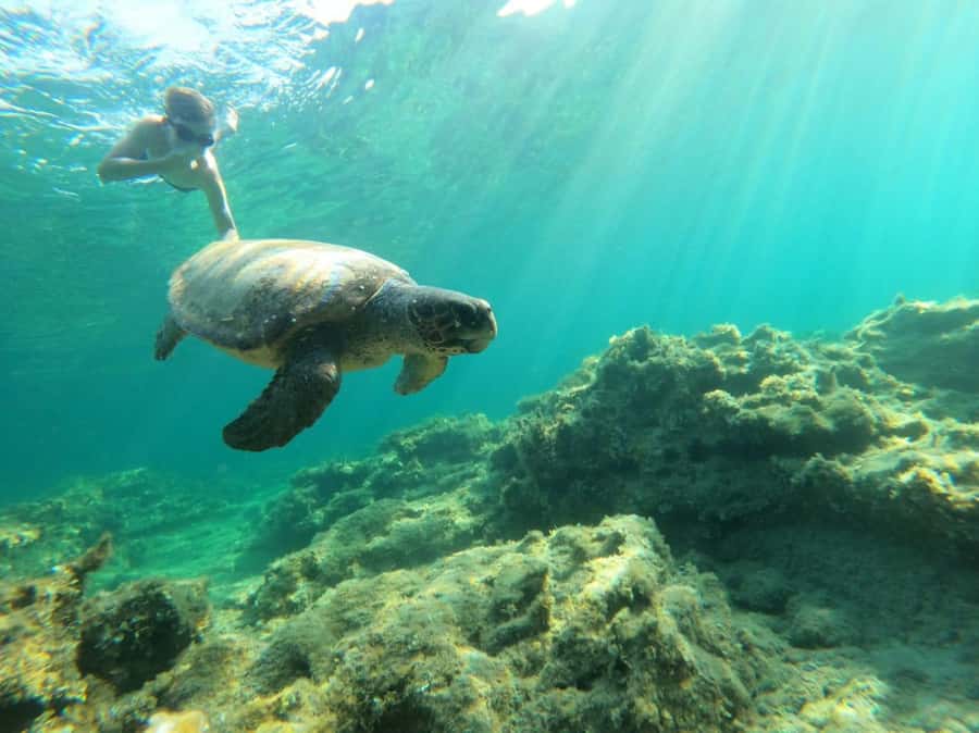 Salalah: Discover Mirbat's Snorkeling Paradise Guided Tour - Key points to know before you book