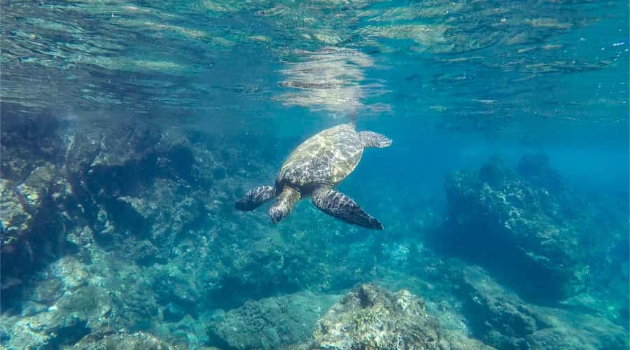 Salalah: Discover Mirbat's Snorkeling Paradise Guided Tour - What the guided snorkeling actually adds