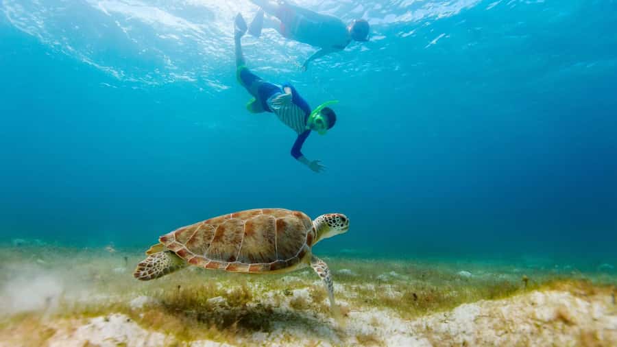 Salalah: Discover Mirbat's Snorkeling Paradise Guided Tour - Eagle Bay’s shallow water and reef gardens