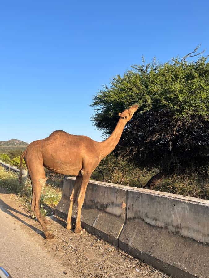 Salalah East Adventure: Waterfalls, Mountain & Safari - Baobab Trees Bring a Touch of Mystery