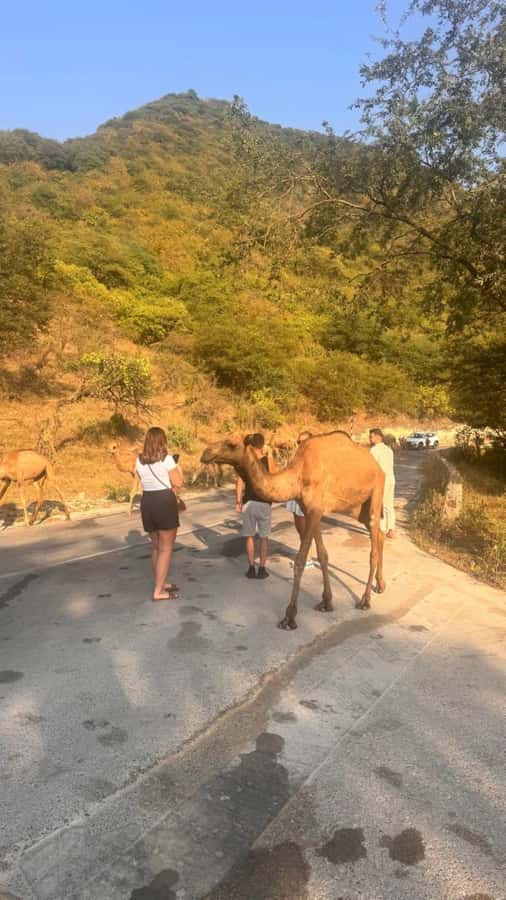 Salalah East Tour: Taqah , Darbat waterfall,camel's baobab - Taqah: a town stop between nature sights