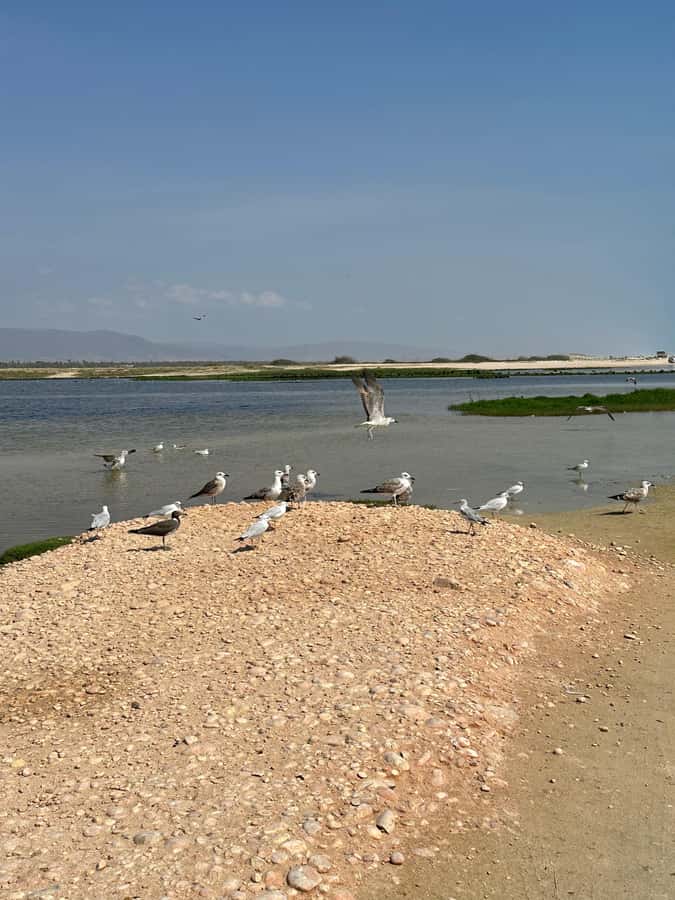 Salalah: Half-Day Guided Tour to Wadi Darbat & Mount Samhan - Who will get the most from this outing