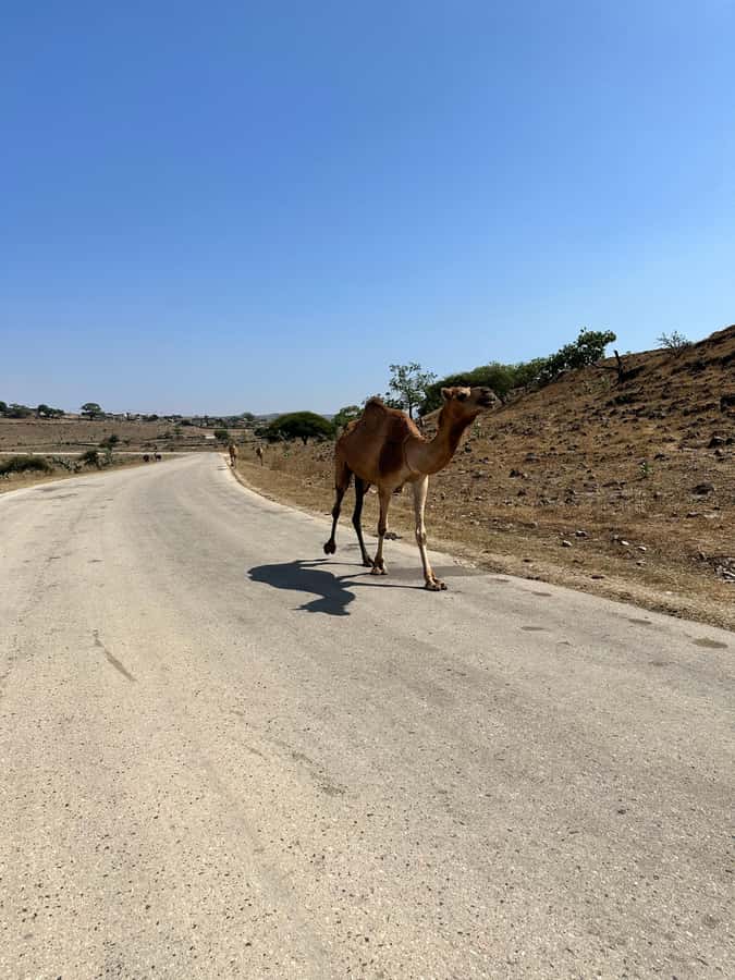 Salalah: Half-Day Guided Tour to Wadi Darbat & Mount Samhan - Is $110 a fair price?