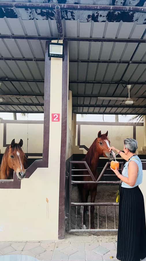 Salalah: Horse Riding by the Beach - Meeting your horse in a group of four