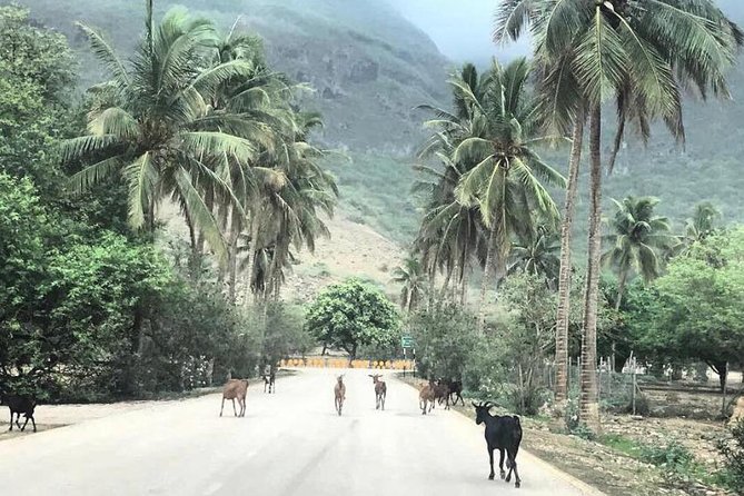 Salalah Mountain Safari Tour 2(Full Day Tour) - Hamran Water Spring, a cool opening to the day