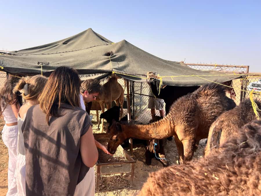 Salalah: Sunset Desert Safari - Rub Al Khali - Empty Quarter - Wadi Dawkah and the scent of frankincense