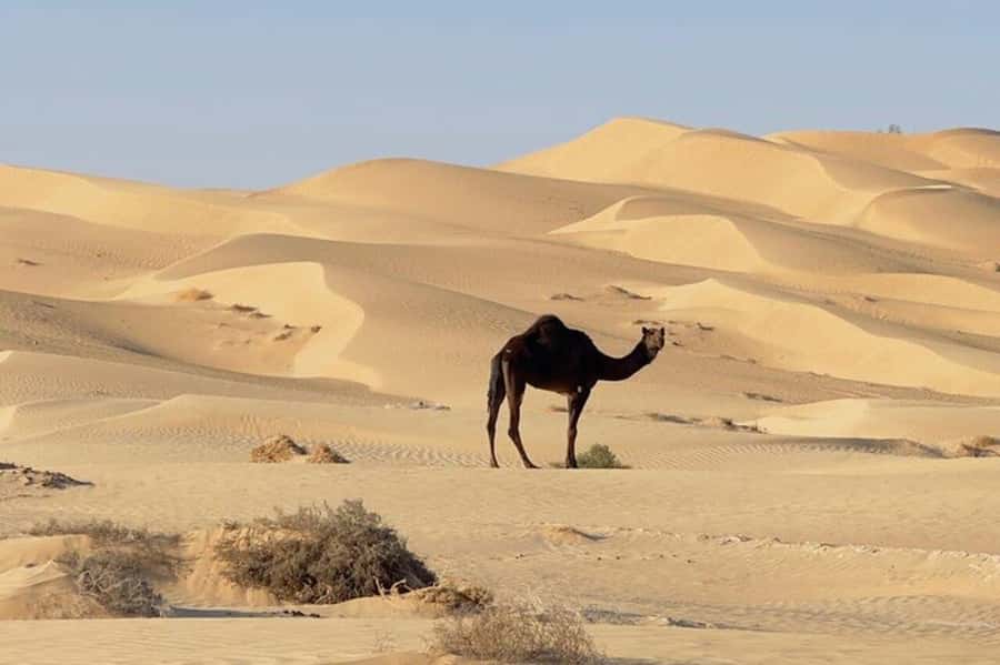 Salalah: Sunset desert safari tour in salalah(private tour) - Meeting the black camels