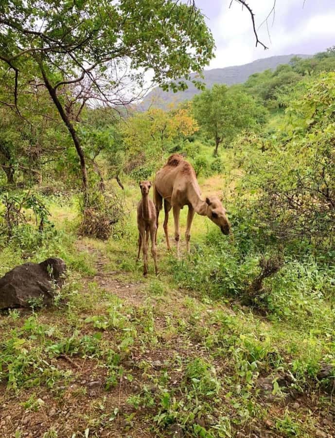 Salalah: Wadi Darbat, ,Teeq Cave - Baobou Trees Tour - Key points before you book