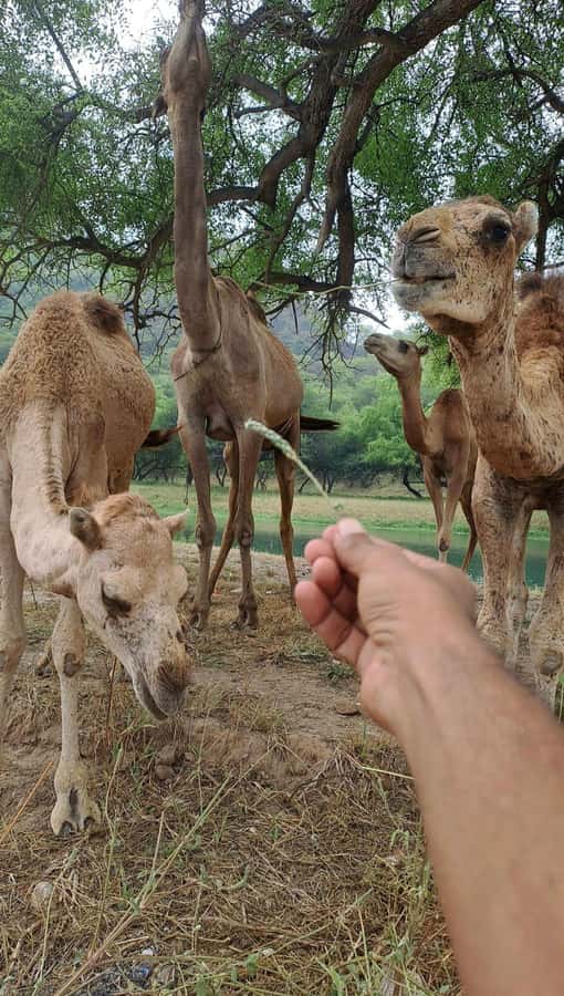 Salalah: Wadi Darbat, ,Teeq Cave - Baobou Trees Tour - Why this eastern Salalah route is worth considering