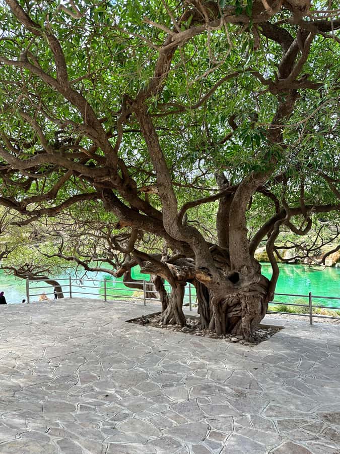 Salalah: Wadi Derbat, Jabal Samhan, & Sinkhole Private Tour - Key points at a glance