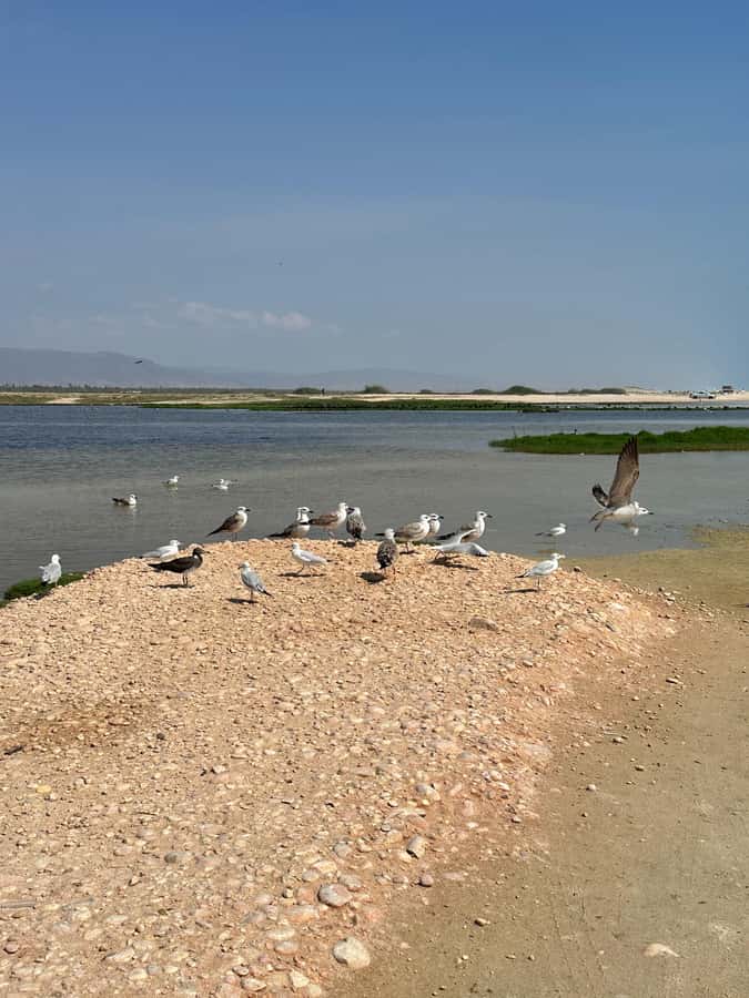 Salalah: Wadi Derbat, Jabal Samhan, & Sinkhole Private Tour - The guides are a major part of the experience