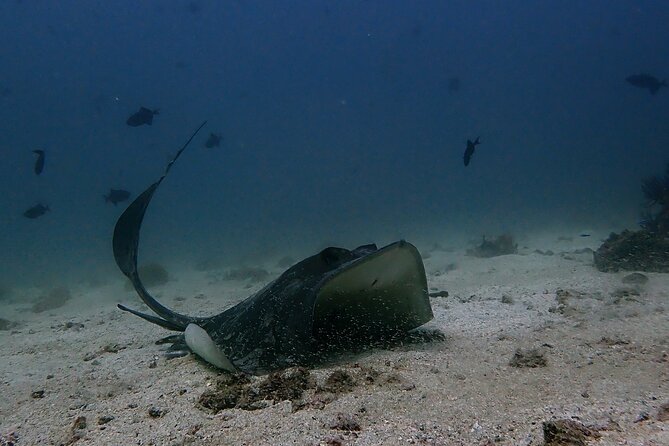 Scuba Diving Adventure in Musandam, Oman - Key points to know before you book