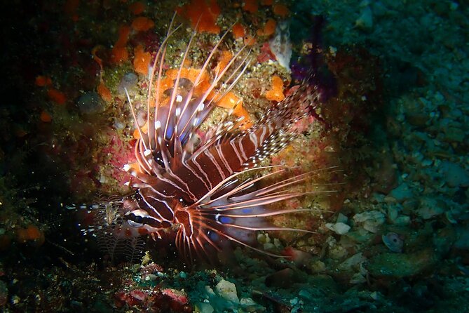 Scuba Diving Adventure in Musandam, Oman - What the $153.52 price really covers