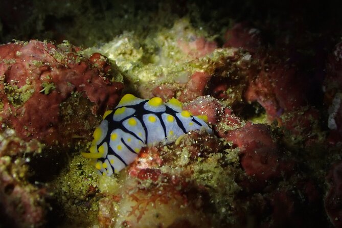 Scuba Diving Adventure in Musandam, Oman - Equipment, safety, and guide support