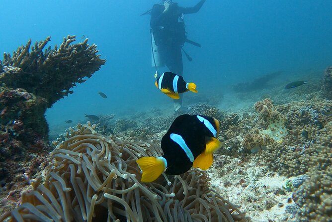 Scuba Diving in muscat - A careful start with introductions and safety
