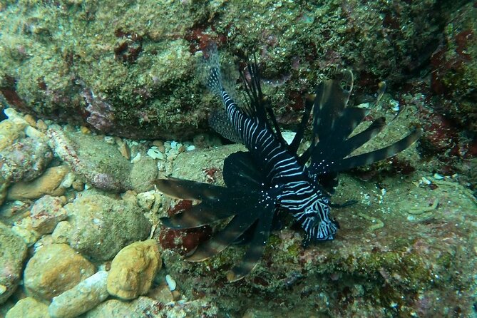 Scuba Diving in muscat - How the guide shapes the experience