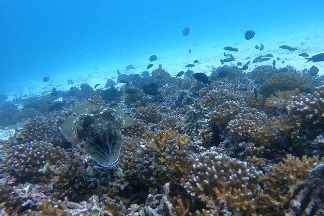 Scuba Diving in muscat - Boat time, snacks, and the return to Seeb
