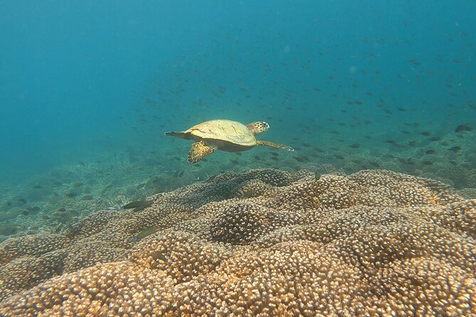 Scuba Diving in muscat - Who will enjoy this most?