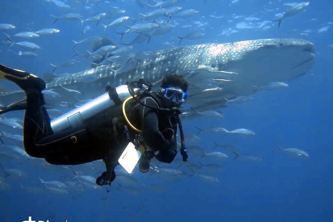 Scuba Diving Trips to Dimaniyat Islands - Key points at a glance